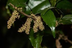 Image result for Streblus