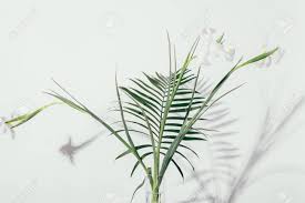 Maybe you would like to learn more about one of these? Branchy Bouquet Of Irises With Palm Leaf In Glass Vase Casting Shadow On White Wall Background Stock Photo Picture And Royalty Free Image Image 107528292