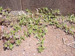 Image result for Oldenlandia affinis