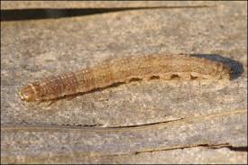 Image result for Chilodes maritima