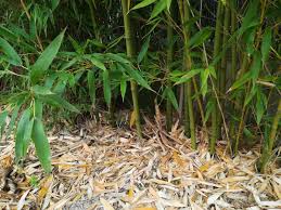 Ose anti rhizome, racine, bambou barrière 5 mètres. La Barriere Anti Racine Et Anti Rhizome A Brico