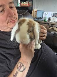 Post surgery care for neutered bunny?