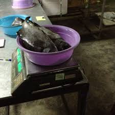 Ikan bakar with soursop juice (2 tips) Photos At One Ikan Bakar Seafood Restaurant In Kubang Kerian