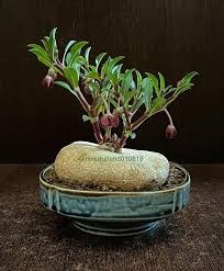 Image result for Brachystelma