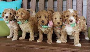 Be sure to follow our facebook page for more pics of these puppies, their adopted families & updates. Sunny Day Doodles Australian Labradoodle Breeder Matthews Nc