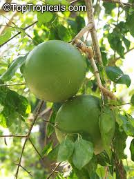 Image result for Strychnos innocua