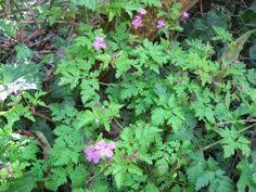 Geranium robertianum (herb robert) rob routledge, sault college, bugwood.org additional resolutions & image usage: Weeds Willamette Valley Oregon
