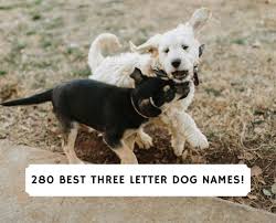 The perfect name in just three small letters? 280 Best Three Letter Dog Names 2022 We Love Doodles