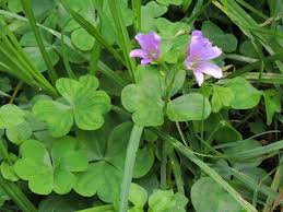 Image result for Oxalis debilis