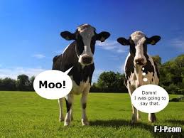 Funny Two Cows Moo Meme Joke Picture Cows Funny Cow Quotes Cute Funny Animals