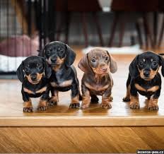 Image result for jezevčík hladkosrstý