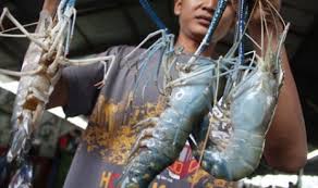 Sebuah kesalahan dalam pemilihan spot memancing udang galah hari ini Panen Udang Galah Lampui Target Republika Online