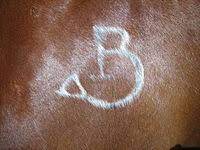 The most common freeze branding iron material is metal. Livestock Branding Wikipedia