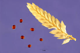 Image result for Eragrostis cilianensis