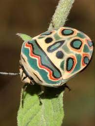 The Picasso Bug Where Art And Nature Collide Weird Animals Cool Bugs Animals