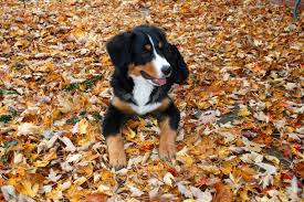 The bernese mountain dog was bred for draft work and can be trained to pull a cart or wagon. Berner Puppy Puppies Animals Bernese Mountain Dog