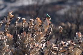 Image result for tbn:XVFRz-6Maj2JLM::www.jolmag.co.za/wildfire/images/Logos/vuvuzela_header.jpg