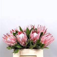 Protea Cynaroides King Wholesale Flowers Protea Flower Flowers Uk