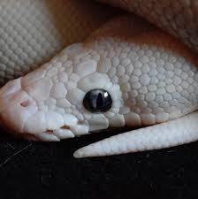 Somewhat of a cooldown but it white snake has multiple evolutions through out jjba s.o. The Leucistic Ball Python Is More Than Just A White Snake