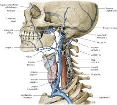 Anatomy superficial veins arteries of neck diagram quizlet. Human Neck Anatomy Anatomy Drawing Diagram
