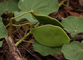 Image result for Tylosema fassoglensis