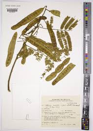 Image result for Albizia niopoides