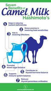 Other research indicates that the unique fatty acid profile in milk from camels is more beneficial to the heart and to maintaining healthy cholesterol levels. Camel Milk