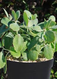 Image result for Kalanchoe fedtschenkoi