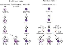 Image result for B-Lymphocyte