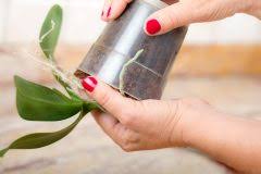 In diesem beitrag erhaltet ihr informationen und. Orchidee Originell Verpacken So Trumpft Sie Als Geschenk