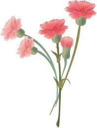 Patr n de rosa clavel buscar m s patr n en mi cartera im genes. Free Carnation Flower Clipart In Ai Svg Eps Or Psd