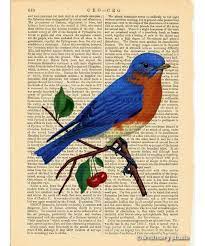 Eastern Bluebird Art Print On Vintage Book Page Home Office Wall Hanging Decor Ebay Blue Bird Art Blue Bird Art