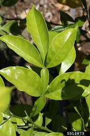 Image result for Citropsis