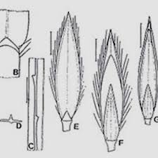 Image result for Digitaria ternata