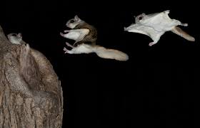 If you can't find a fallen baby's nest, take it to a rescue. Flying Squirrel Pet Guide Lovetoknow