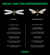 Meanwhile, swarmers are the reproductive type, measuring about 4 mm long and are dark brown or black in color. Termites Vs Ants What S The Difference Terminix