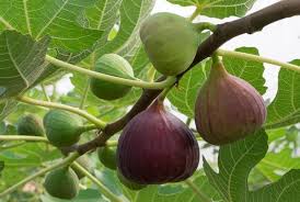 Resultado de imagen de higos