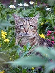 chats et fleurs chats et chatons chat beaux chats