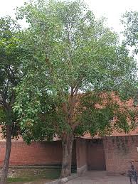 Image result for Ficus fischeri
