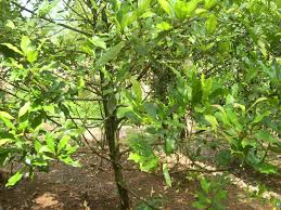 Bila dioleskan ke daerah yang nyeri, cengkeh dipercaya dapat memberikan sensasi. Gambar Bunga Cengkeh Pickini