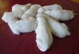 Exquisite white/cream english ckc labrador retrievers. White Yellow Labrador Retriever Puppies For Sale Akc Purebreed Labs Georgia Ga Alabama Al Tennessee Labrador Retriever Puppies Retriever Puppy Labrador Puppy