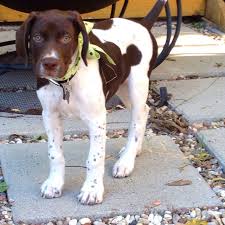 The german shorthaired pointer is an early example of fine german engineering. Gsp German Shorthair Pointer Puppy 3 Months Old German Shorthaired Pointer I Love Dogs German Shorthair
