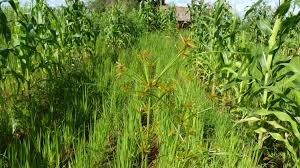 Image result for Cyperus amabilis