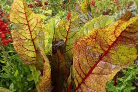 Bei schnittmangold kannst du dauerhaft ernten, solange du dafür sorge trägst, dass das pflanzenherz nicht beschädigt wird. Erntezeit Von Mangold Wann Und Wie Ernten Gartenlexikon De