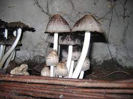 Mushroom Compost Benefits Organic Gardening With Mushroom Compost Mushroom Compost Organic Gardening Soil Garden Soil
