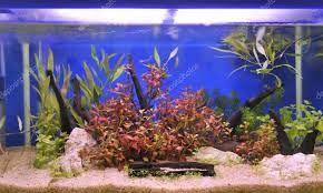 So, to make your task of choosing the coolest saltwater fish that anyone should be able to care easier, i've compiled. Nearest Saltwater Fish Store Cheap Buy Online