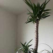 Image result for Yucca gigantea