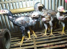 Check spelling or type a new query. Doc Ayam Bangkok Kediri Contoh Makalah