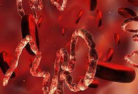 Ebola Virus Symptoms Treatment And Prevention