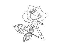 Mandala vorlage kopiervorlage fur lehrer padagogen und eltern. Malvorlagen Rosen Und Rosenknospen Zum Ausmalen